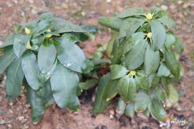 Rododendron